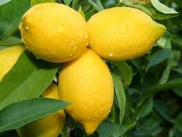 lemons 2013 net